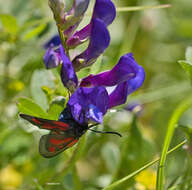 Image of <i>Zygaena romeo</i>