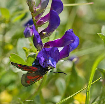 Plancia ëd <i>Zygaena romeo</i>