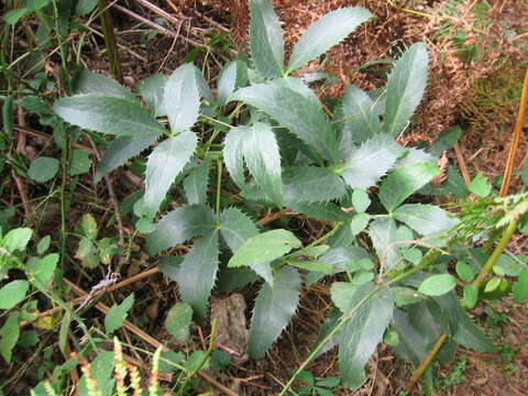 Image of Corsican hellebore