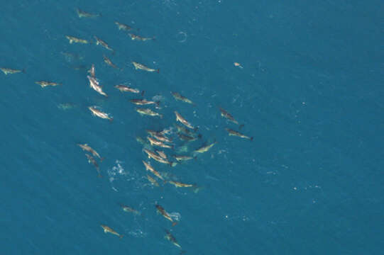 Image of Atlantic Dolphin