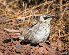 Image of Galapagos Mockingbird