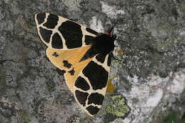 Image of Yellow Tiger Moth