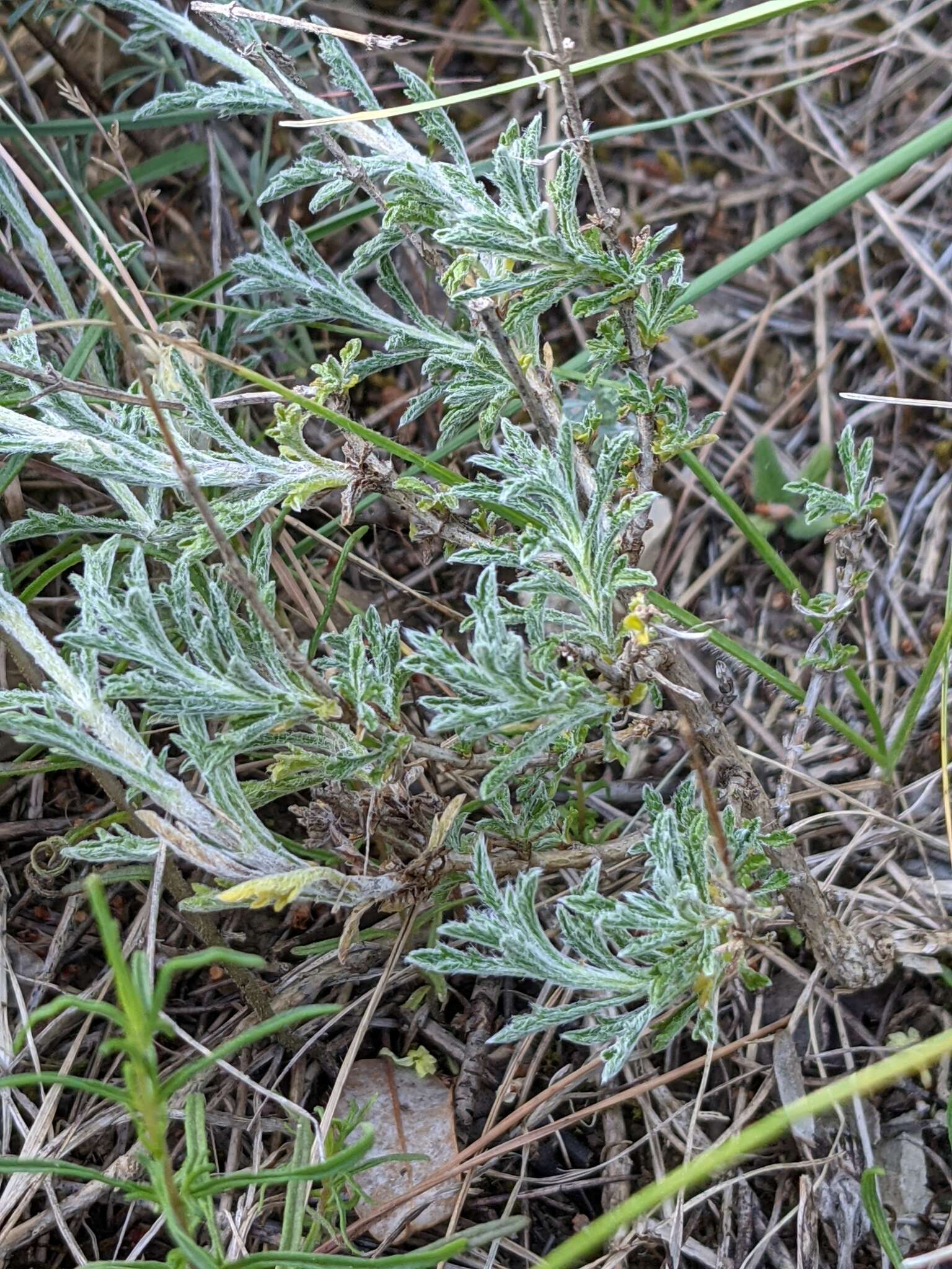 Image de Sideritis fruticulosa Pourr.