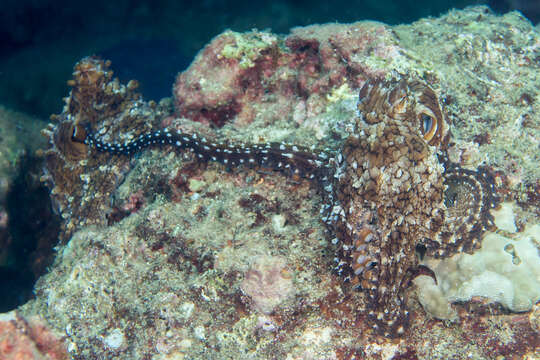 Image of Day octopus