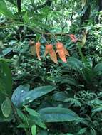 Image of Begonia rossmanniae A. DC.