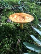 Image of Aureoboletus roxanae (Frost) Klofac 2010