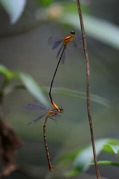 Image of Heteragrion rogertaylori Lencioni 2013