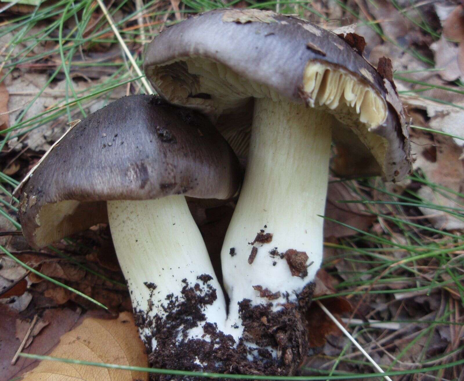 Imagem de Tricholoma portentosum (Fr.) Quél. 1873