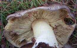 Imagem de Tricholoma portentosum (Fr.) Quél. 1873