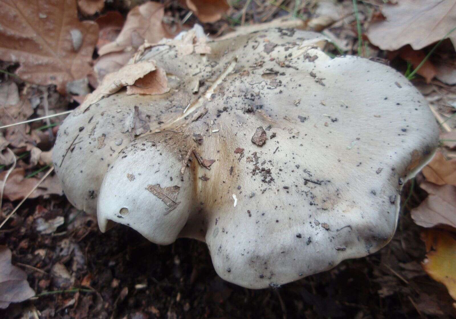 Imagem de Tricholoma portentosum (Fr.) Quél. 1873