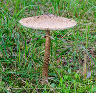 Слика од Macrolepiota