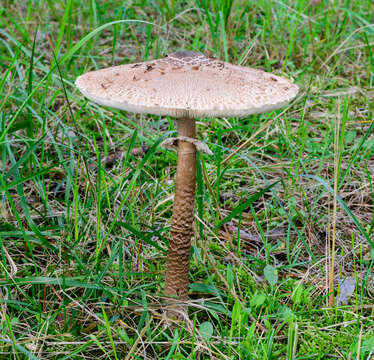 Слика од Macrolepiota