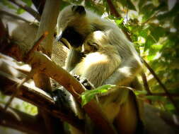 Image of Dussumier's Malabar Langur