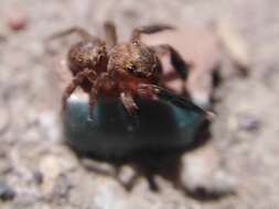 Image de Euophrys rufibarbis (Simon 1868)