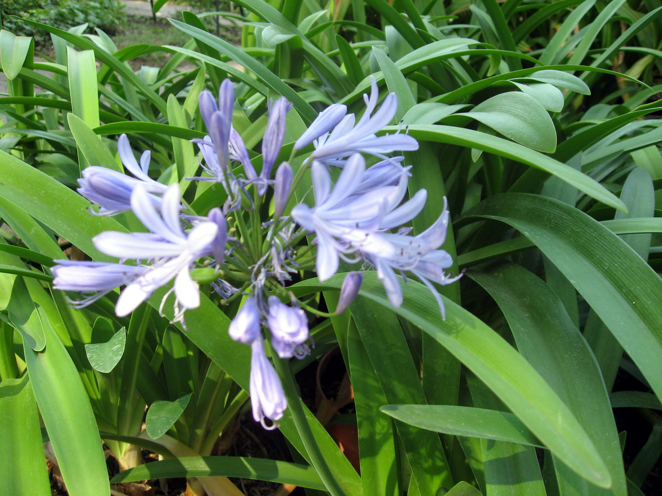 Imagem de Agapanthus africanus (L.) Hoffmanns.