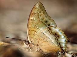 Charaxes nitebis Hewitson 1859 resmi