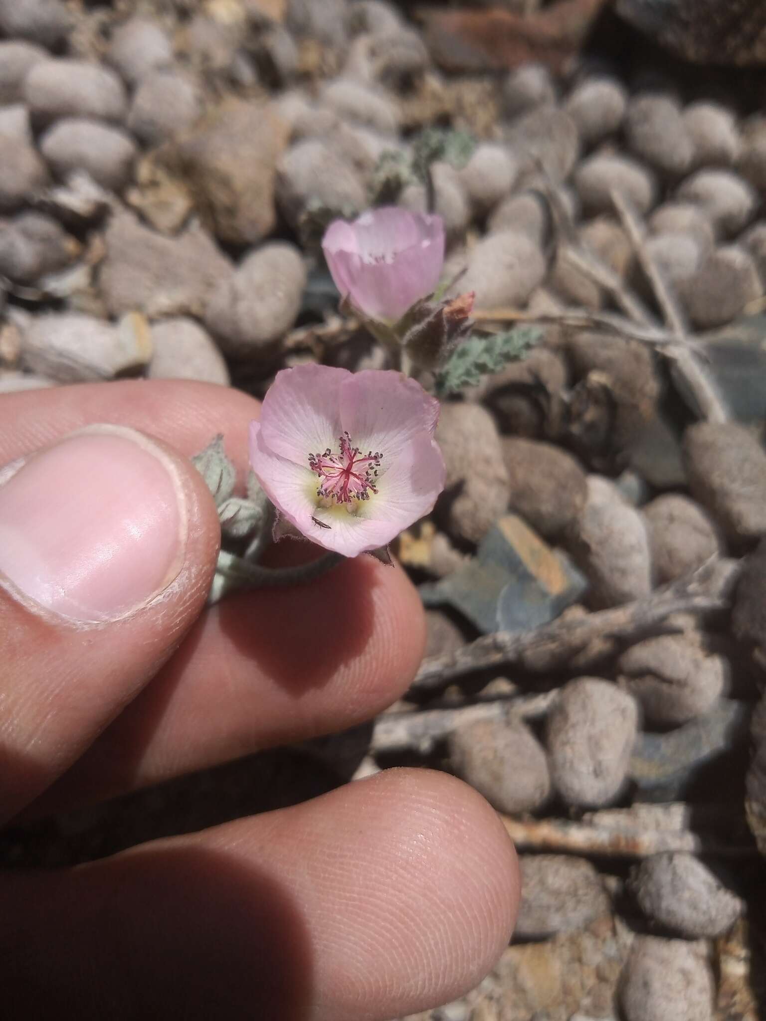 Image de Sphaeralcea philippiana Krapov.