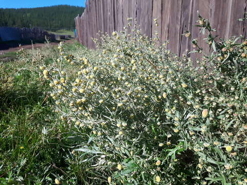 Image of Artemisia macrocephala Jacquem. ex Bess.