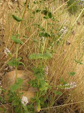 Image of Apple Mint