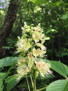 Imagem de Aesculus glabra Willd.