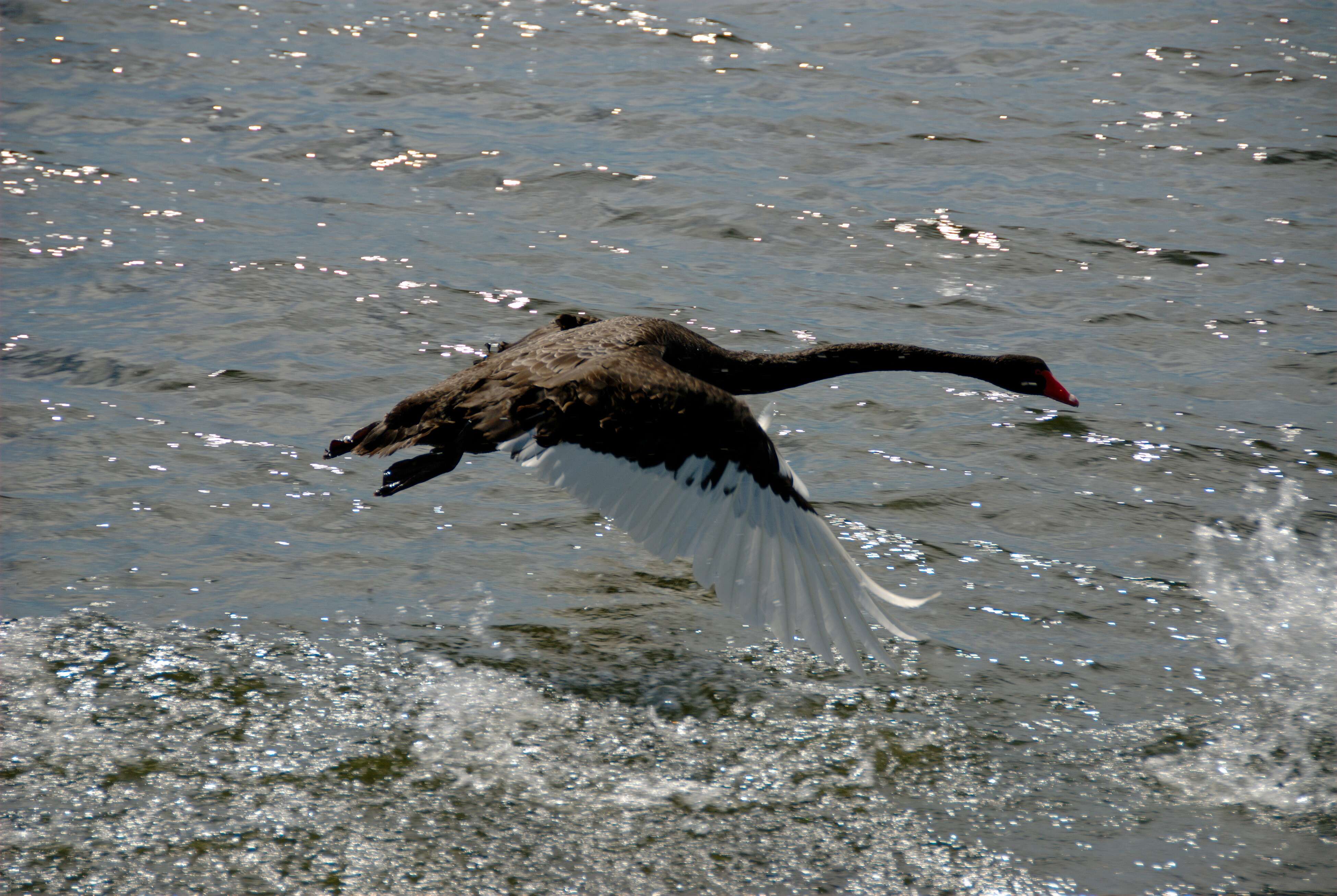 Image of Black Swan