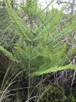 Image of Sticherus cryptocarpus (Hook.) Ching