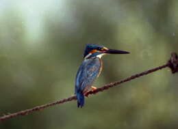 Image of Common Kingfisher