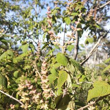 Image de Salvia lasiantha Benth.