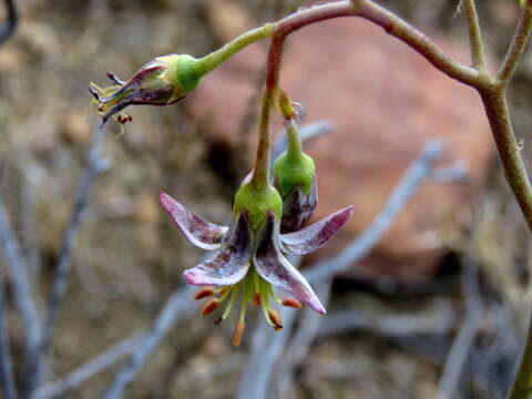 Image of Cotyledon papillaris (L.) L. fil.