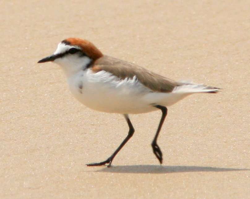 Image of Red-capped Dotterel