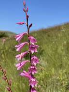 Imagem de Watsonia strubeniae L. Bolus