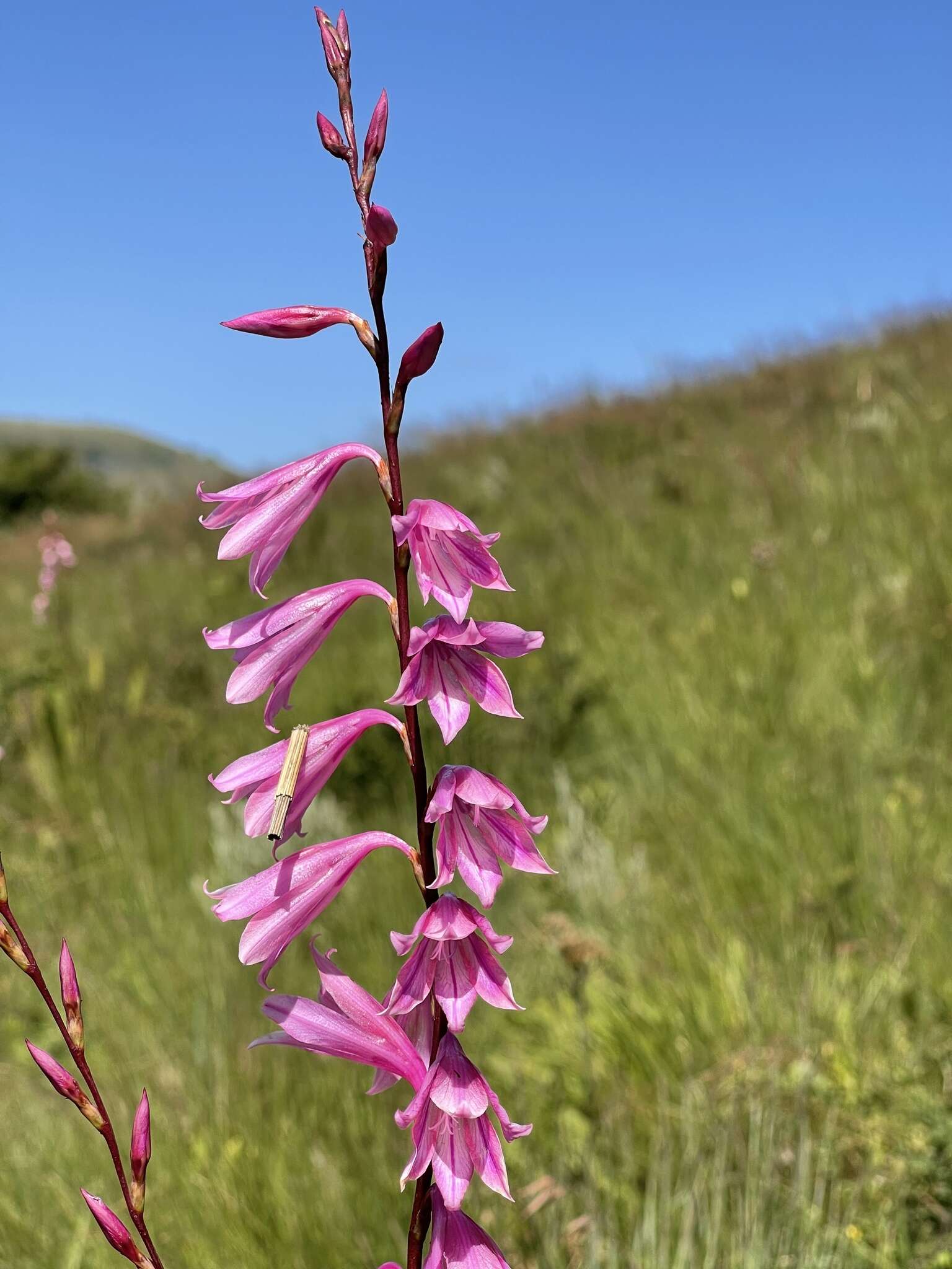 Imagem de Watsonia strubeniae L. Bolus