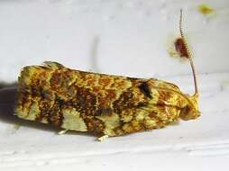 Image of Fruit-Tree Leafroller Moth