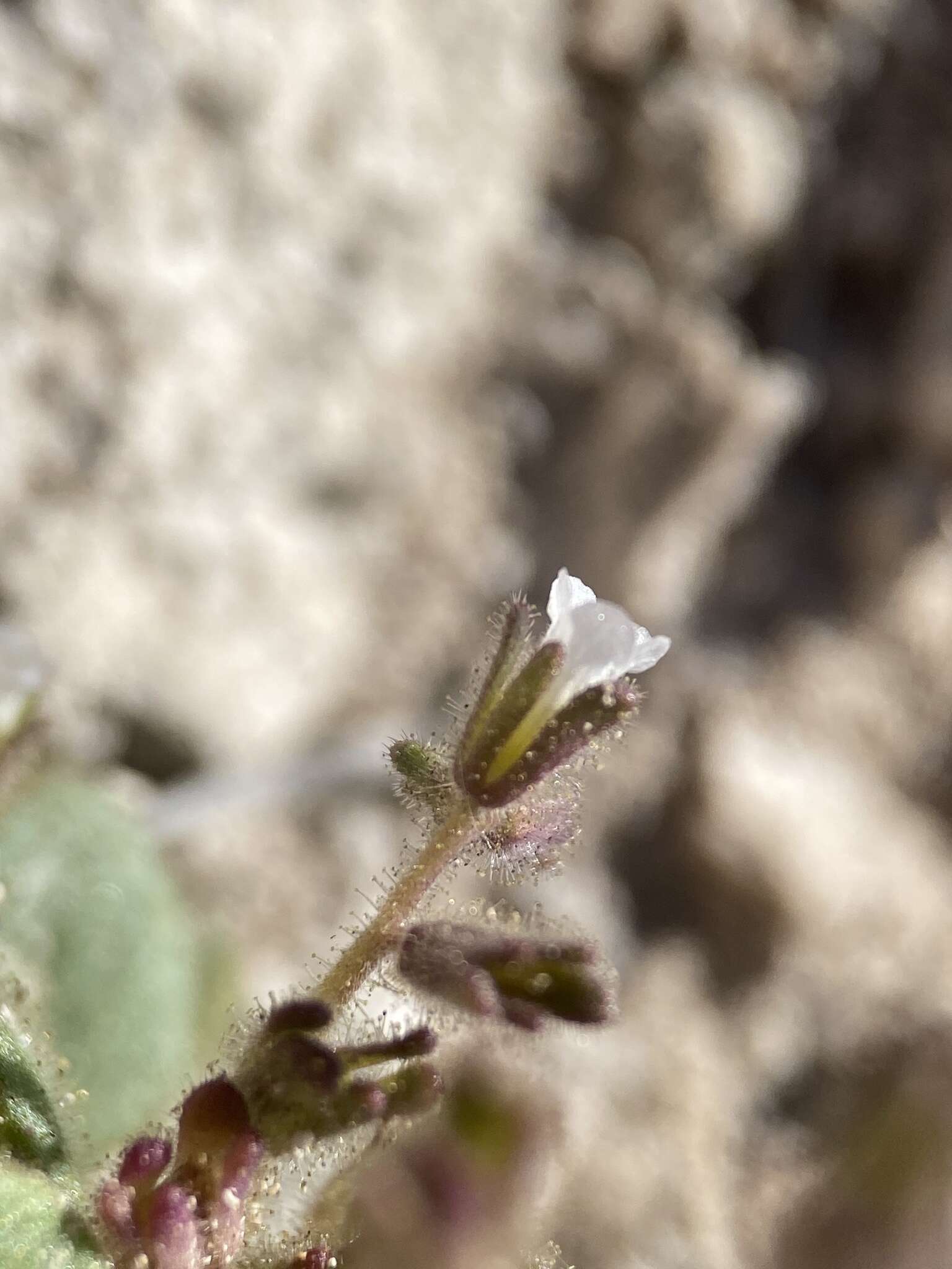 Image of hoary phacelia