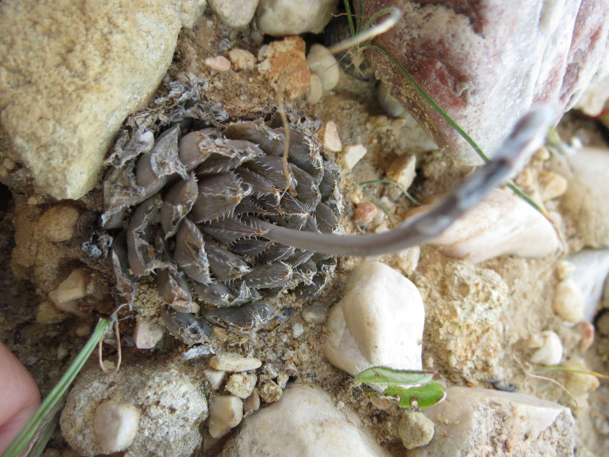 Image of Haworthia nortieri G. G. Sm.