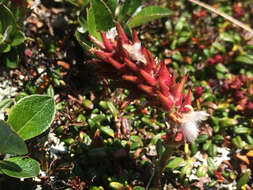 Image de Salix uva-ursi Pursh