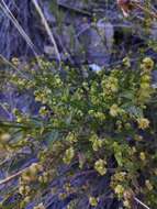 Image of Chiropetalum berteroanum Schltdl.