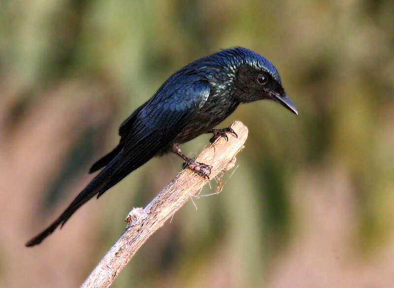 Image de Drongo bronzé