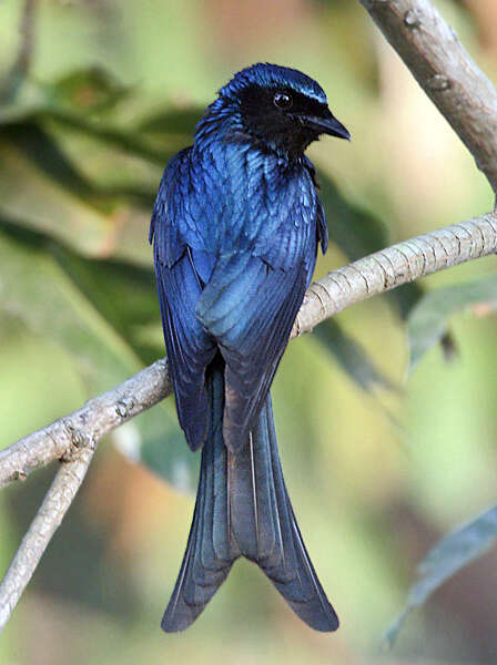 Image de Drongo bronzé