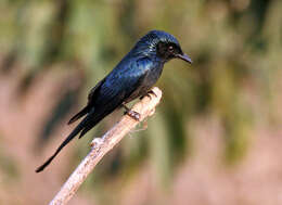 Image de Drongo bronzé