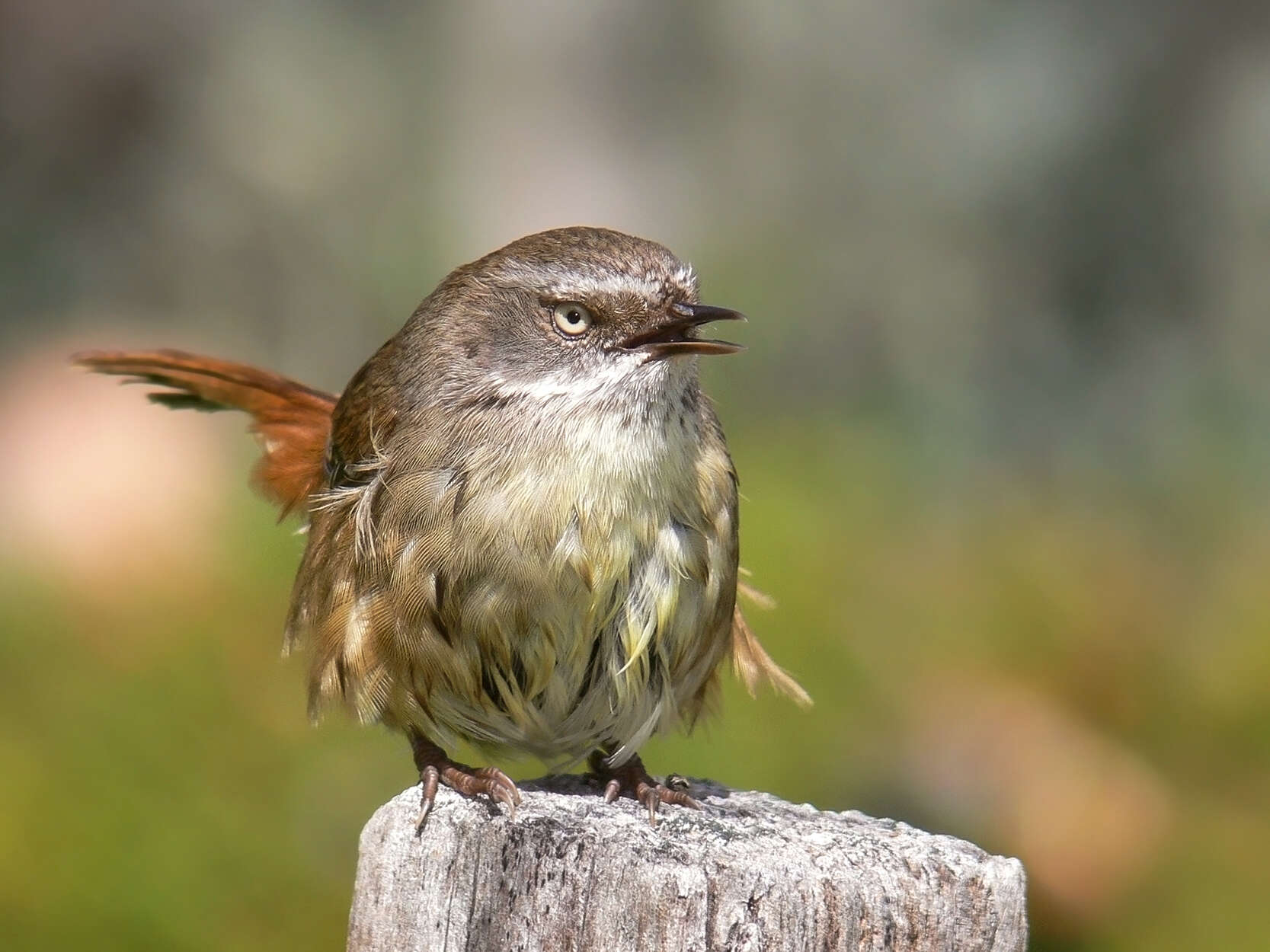 Image of Acanthizidae