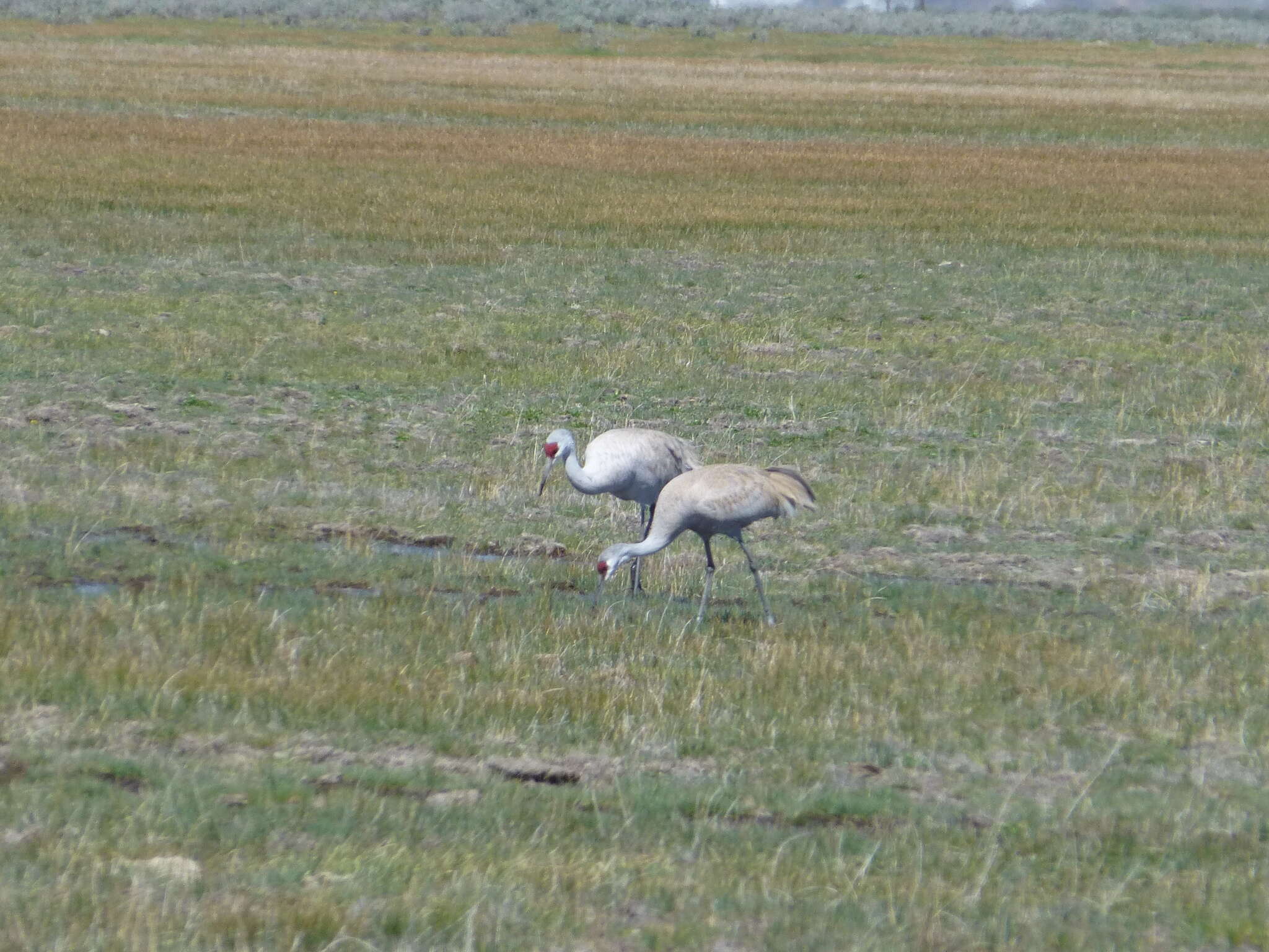 Image of Sandhill Crane