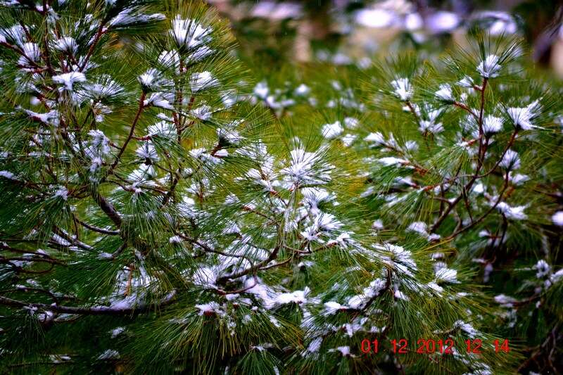 Image of eastern white pine