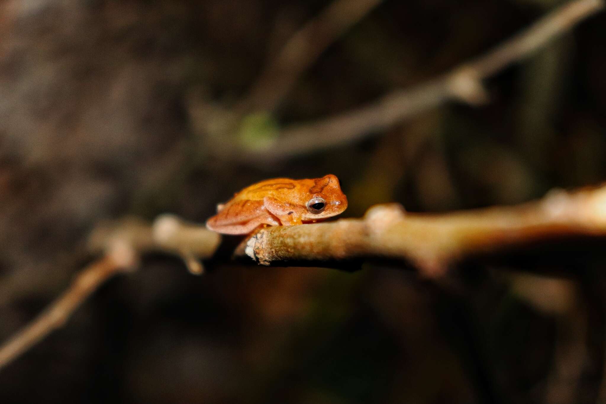 Image of Lesser Treefrog