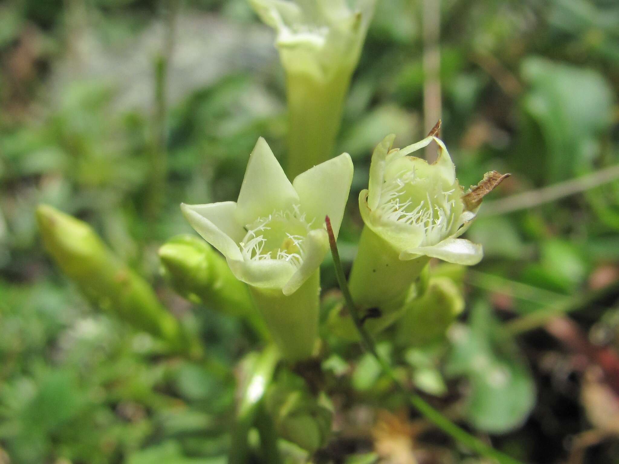 Image de Gentianella caucasea (Loddiges ex Sims) J. Holub