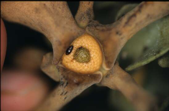 Image of Guatteria ramiflora (D. R. Simpson) Erkens & Maas