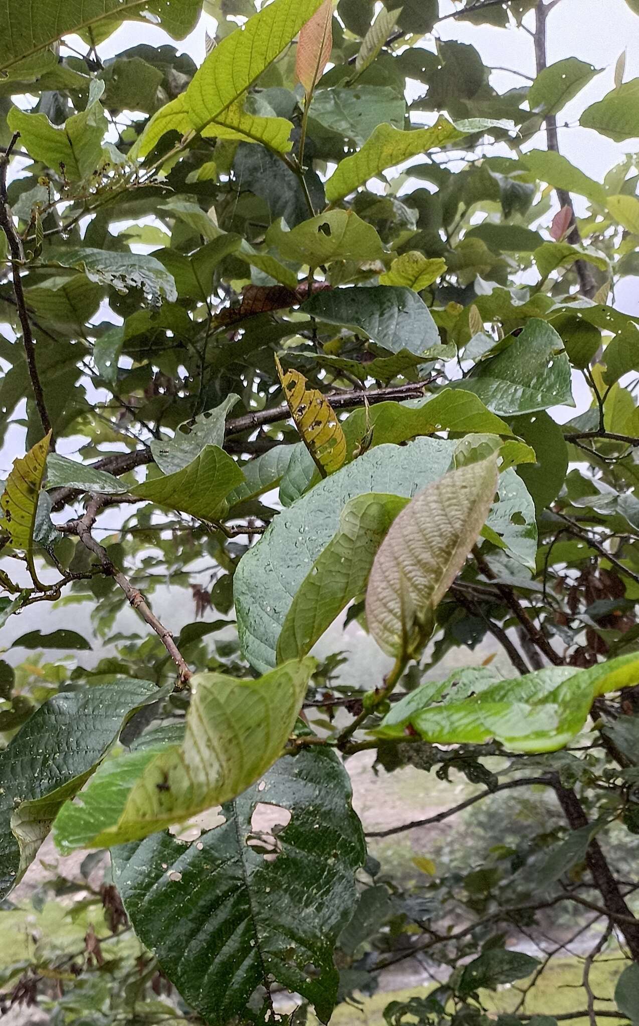 Plancia ëd Alnus nepalensis D. Don