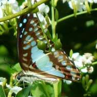 Слика од Graphium eurypylus (Linnaeus 1758)