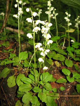 Image of Wintergreen