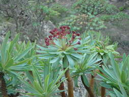 Euphorbia atropurpurea Brouss. ex Willd. resmi